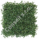 BUXUS GREEN