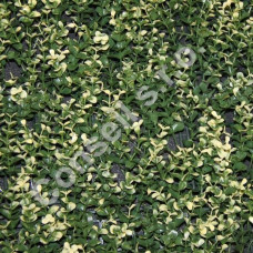 BUXUS LONG VG (50CM X 50CM)